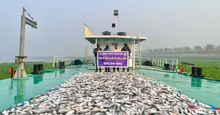 মুন্সীগঞ্জে কোস্ট গার্ডের অভিযান; ৪৩ লাখ টাকার ৬ হাজার কেজি জাটকা জব্দ